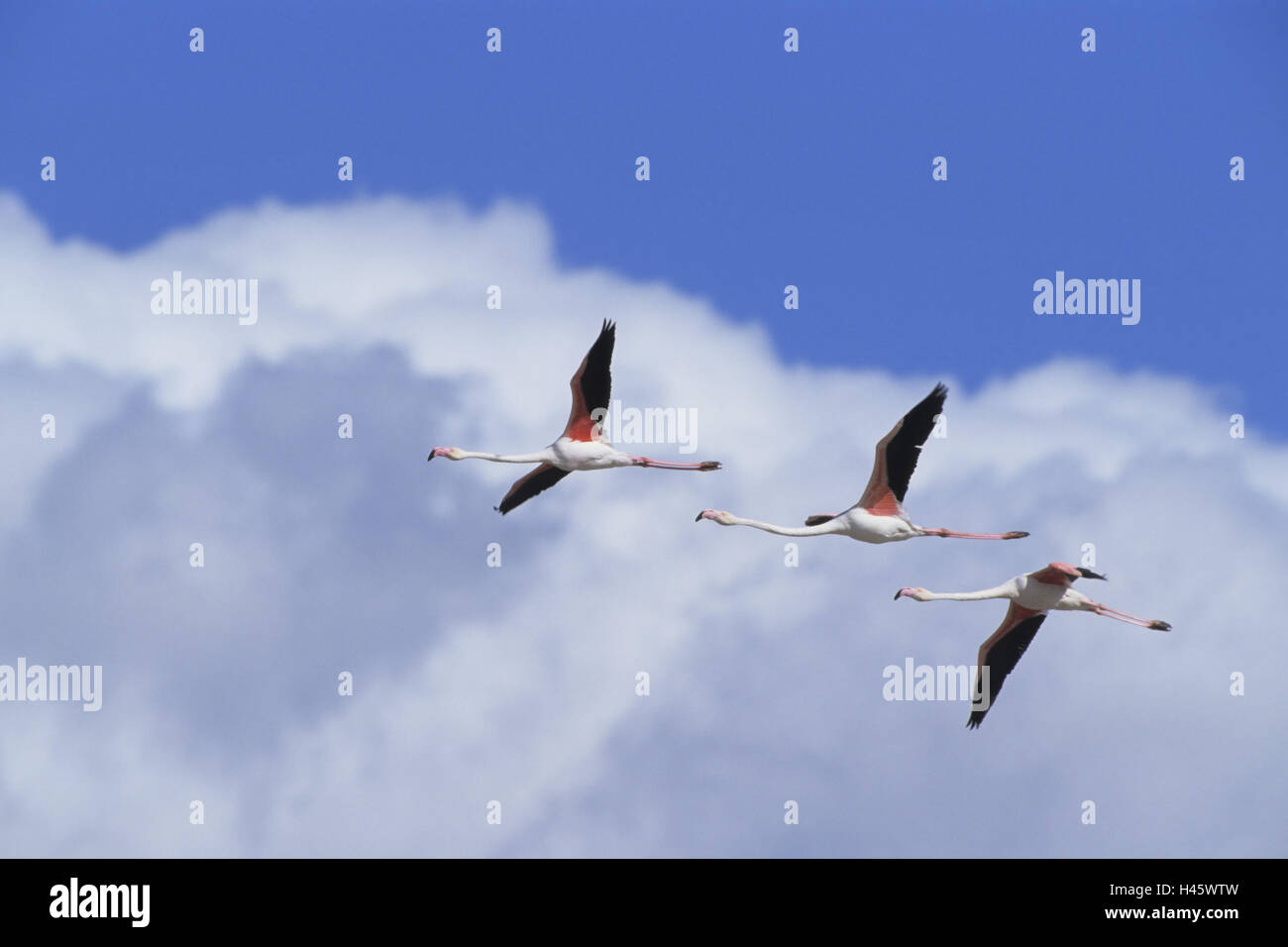 Flamingo, Rose Flamingo, Phoenicopteridae, Vogels Traum, fliegen, Stockfoto