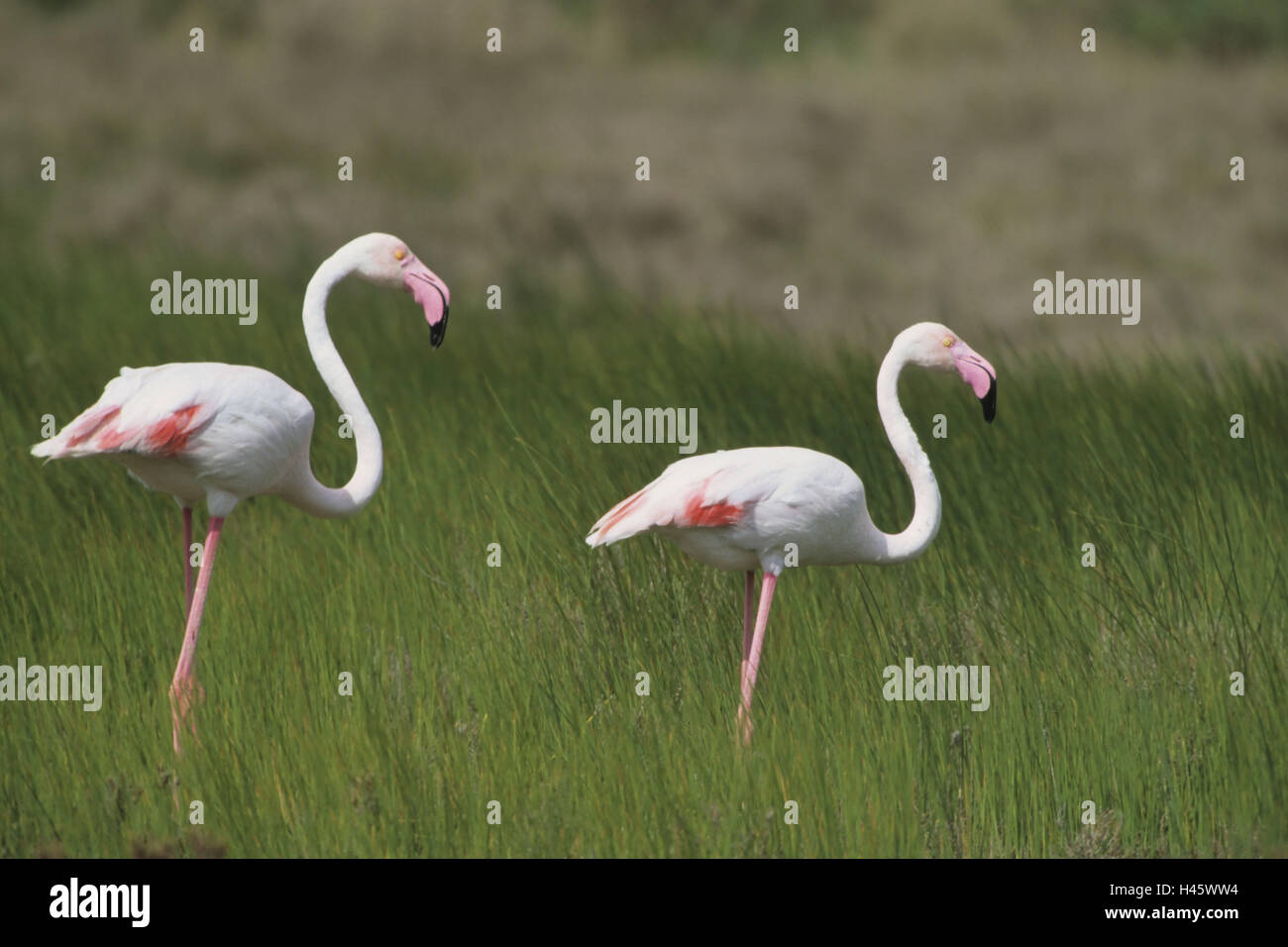 Flamingo, Rose Flamingo, Phoenicopteridae, Stockfoto