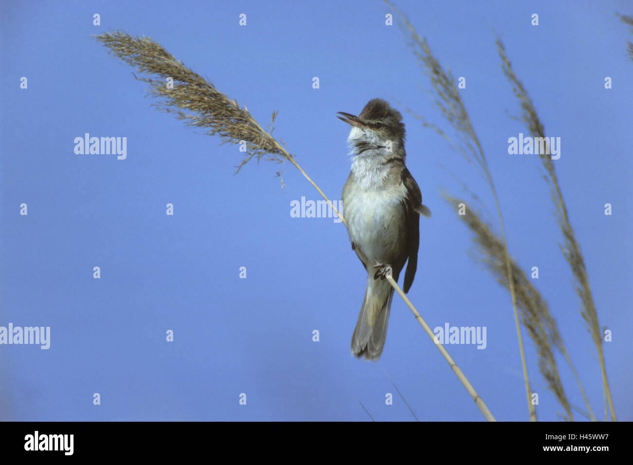 Throttle pipe singer -Fotos und -Bildmaterial in hoher Auflösung – Alamy
