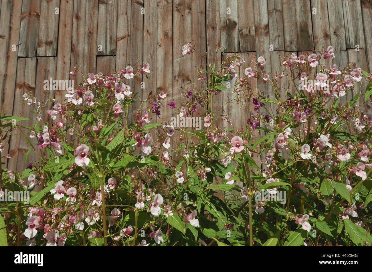 Scheune, Springkraut, mittlere Nahaufnahme, Finnland, Rantasalmi, Stockfoto
