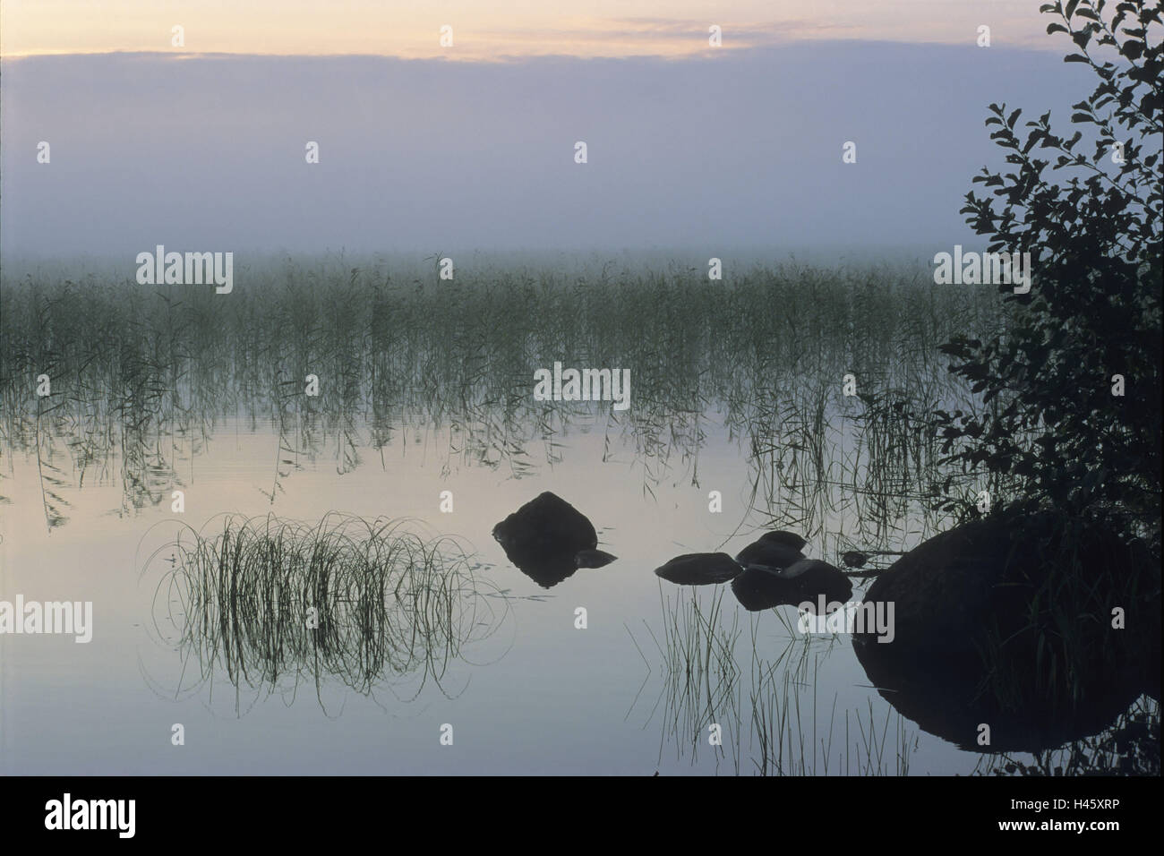 Finnischen Tiefland deutlich voller Seen, See, Insel, Holz, Schilf, morgen Stimmung, Finnland, Rantasalmi, Saimaa See, Stockfoto