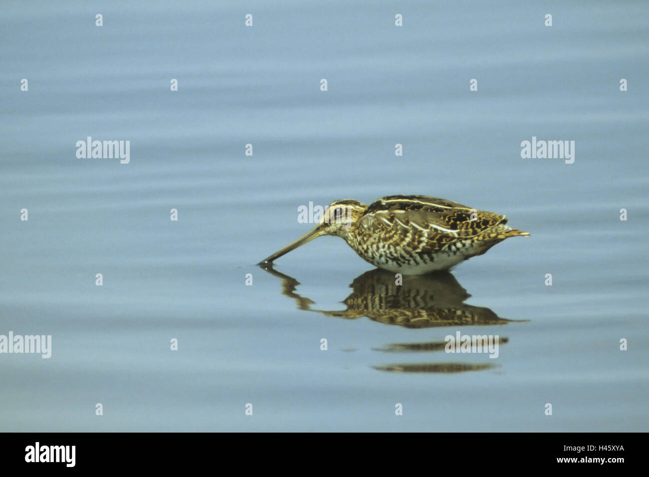 Bekassine Gallinago Gallinago, Wasser, Futter suchen, Stockfoto