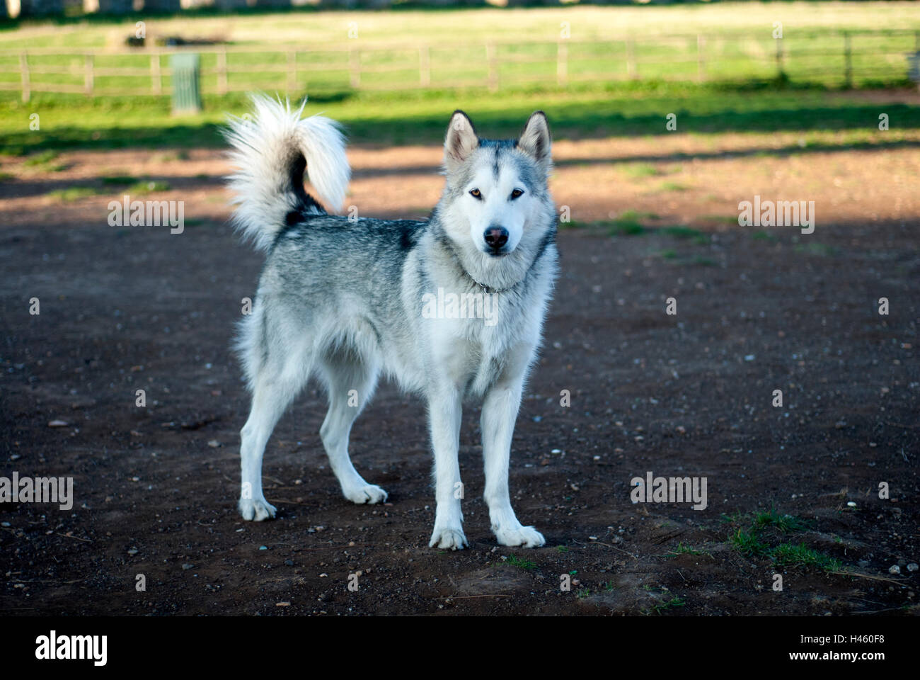 Alaskan Malamute Hund Stockfoto