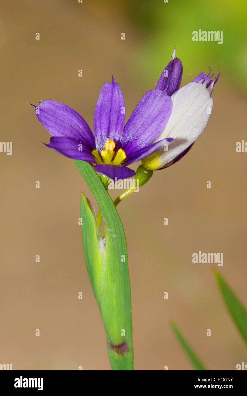 Blaue Ansturm Lilie, Sisyrinchium Angustifolium, Stockfoto