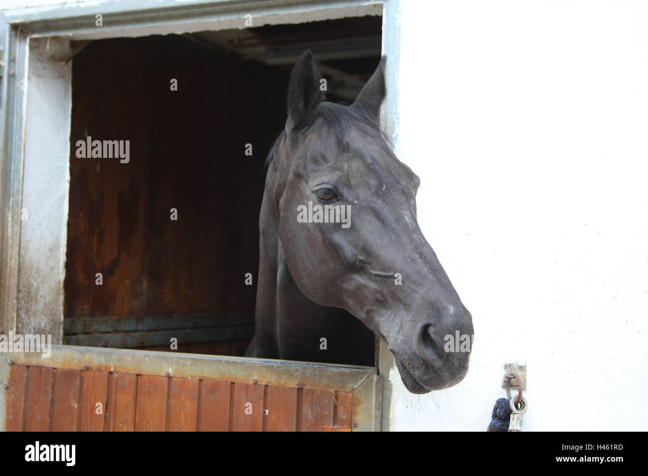 Pferd in die Stalltür, Stockfoto