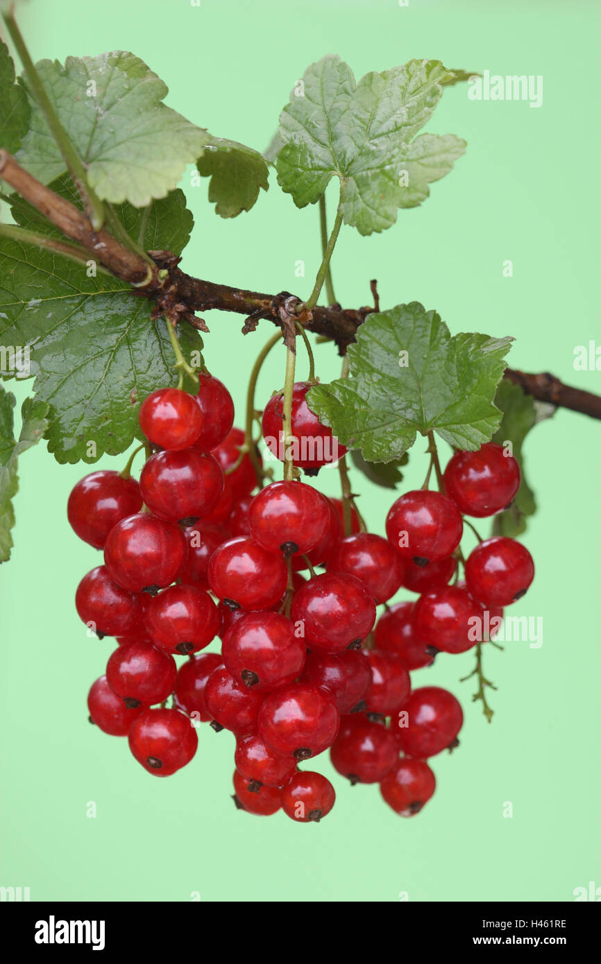 Rote Johannisbeere, Ribes Rubrum vor Gericht, Stockfoto