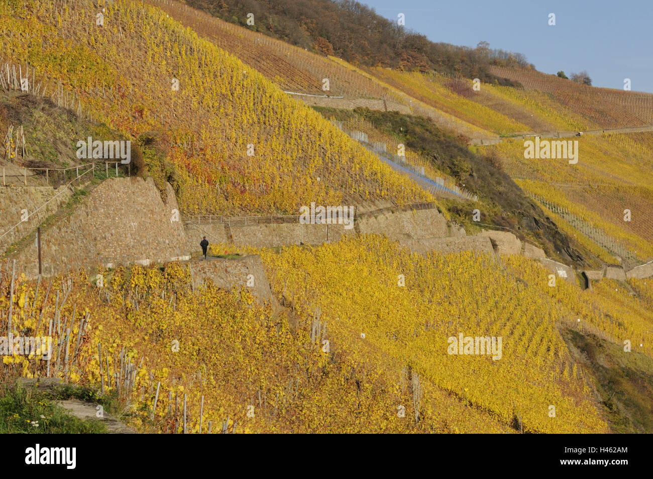 Deutschland, Mittelrhein, Bopparder Hamm, Weinberge, Herbst, Stockfoto