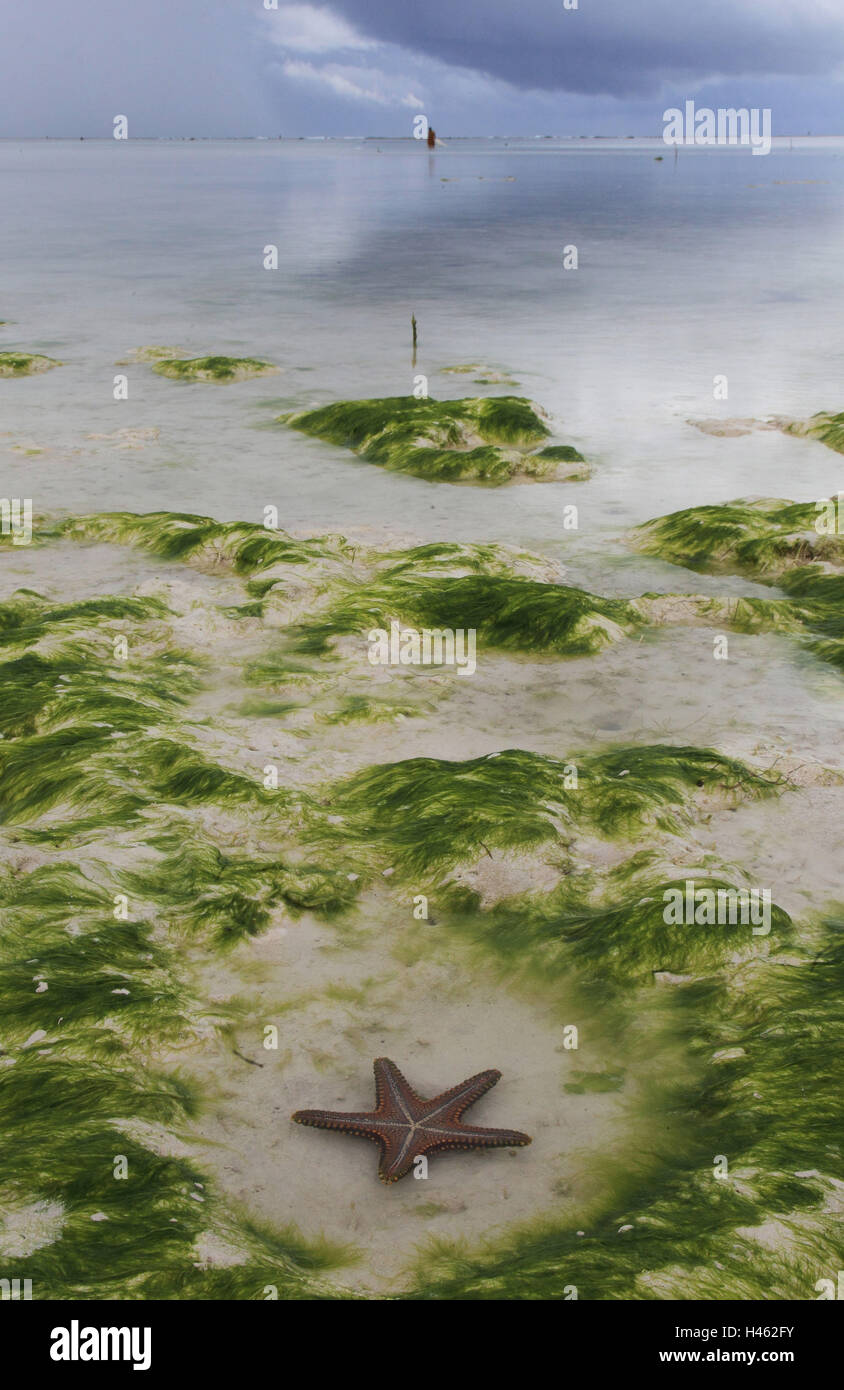 Seestern, Indischer Ozean, Stockfoto