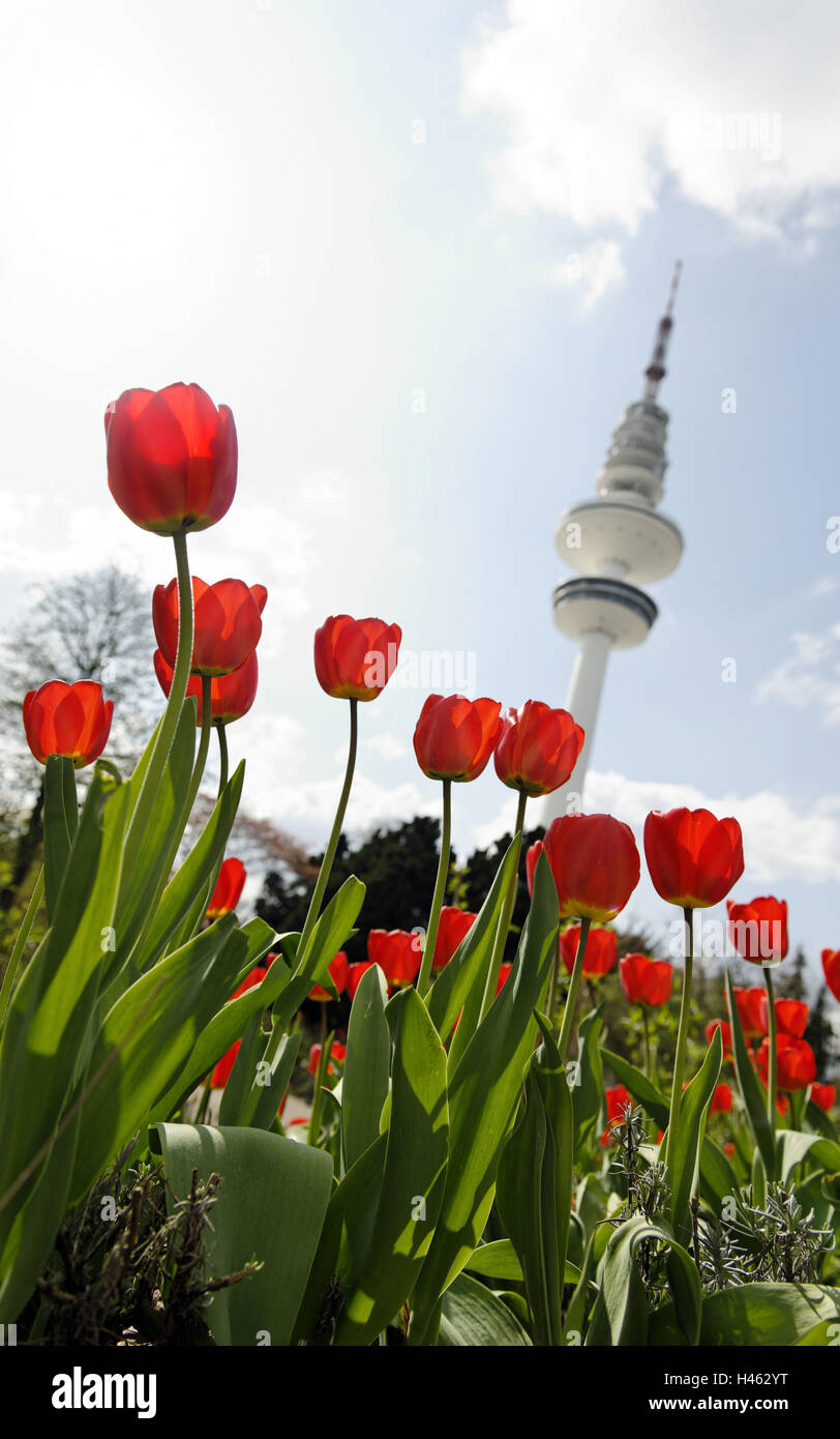 Fernsehturm, HeinrichHertzTurm, Tulpen, Botanischer Garten, Planten