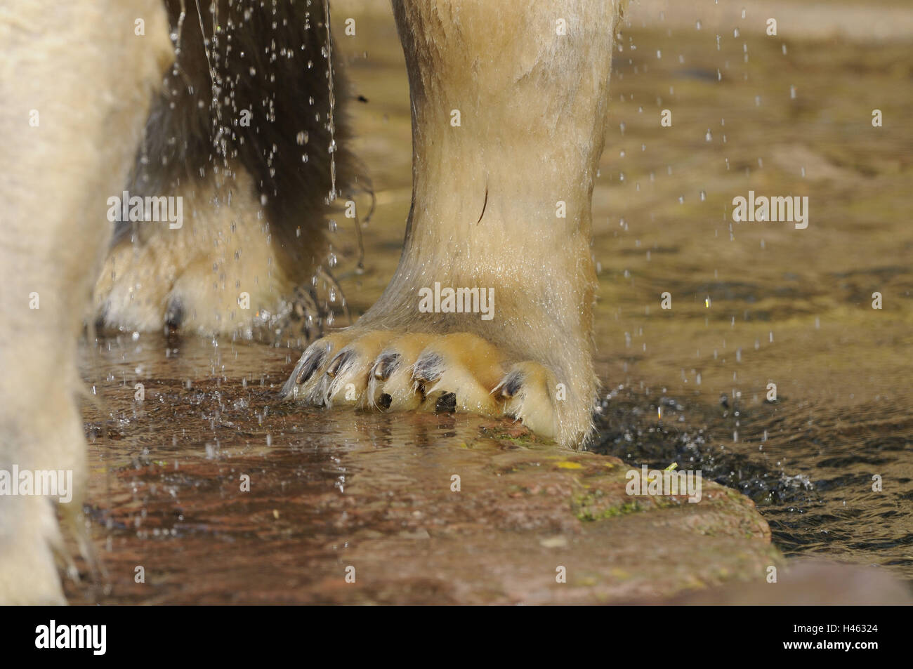 Eisbär Ursus Maritimus, Pfote, nass, Nahaufnahme, Detail, Stockfoto