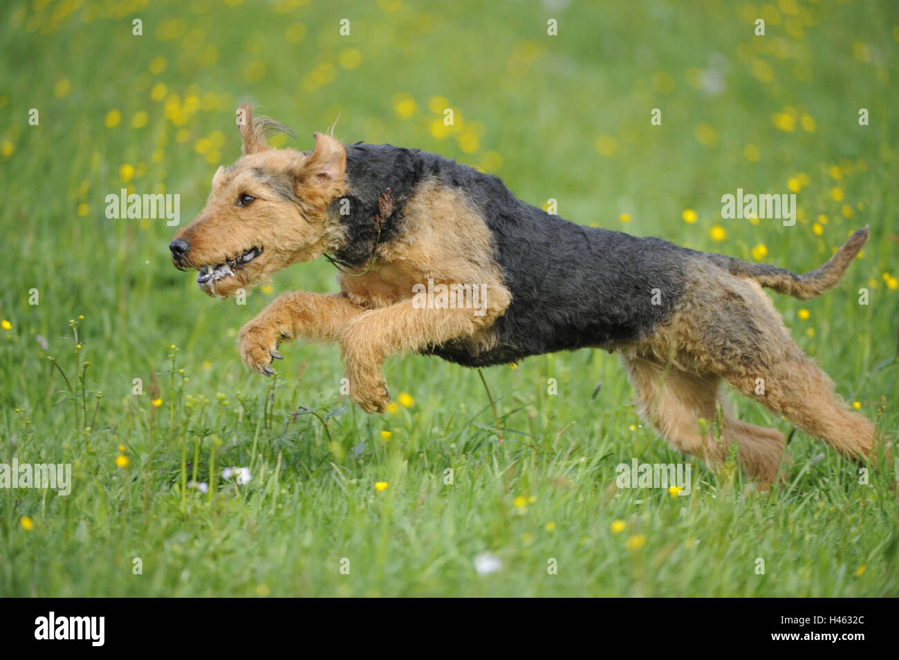Airedales Terrier, Wiese, Lauf, Seitenansicht, Stockfoto