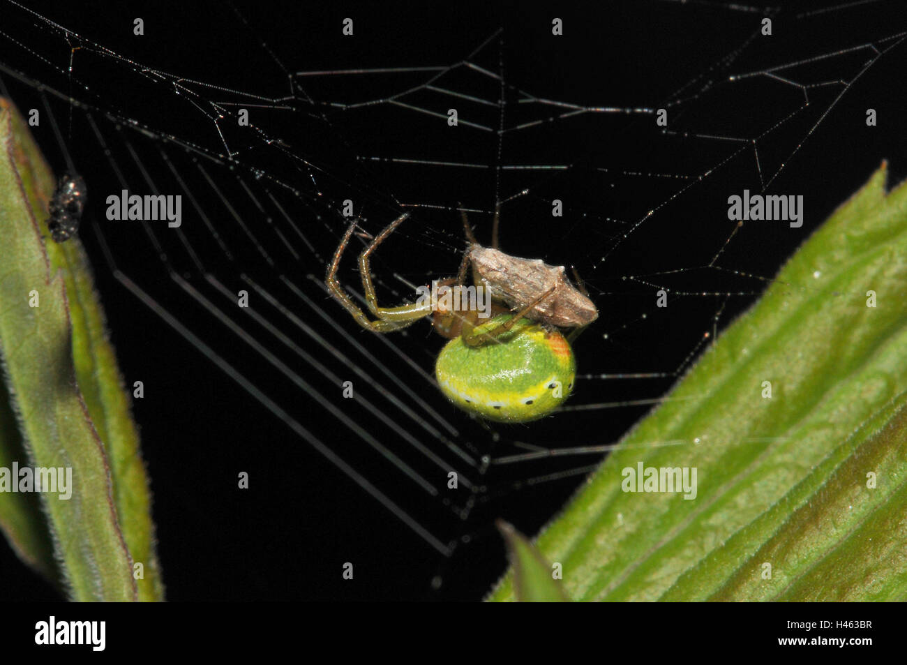 Kürbis Spinne im Netz, Beute, Seitenansicht, Stockfoto