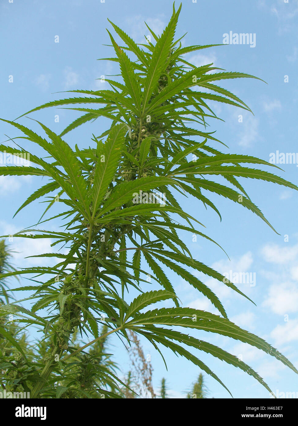 Cannabis-Pflanze, von unten, blauer Himmel, Stockfoto