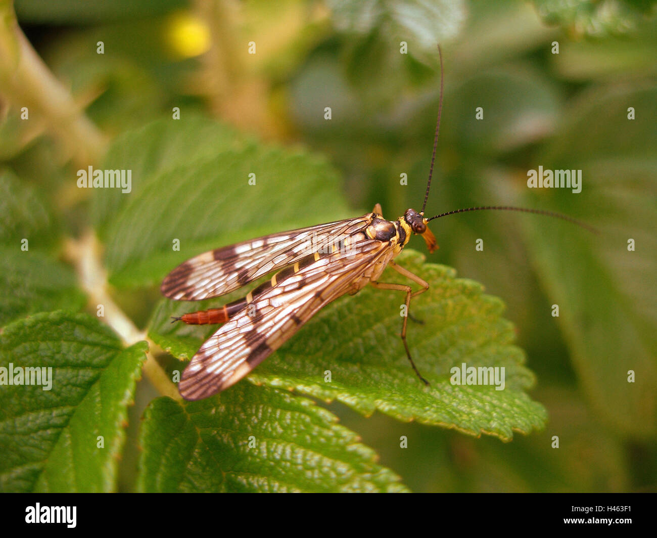 Gemeinsame Skorpion Fliege, Weiblich, Stockfoto
