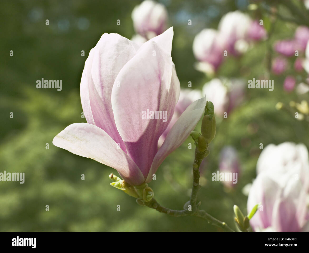 Magnolie, Magnolia Liliiflora, Blüten, mittlere close-up, Stockfoto