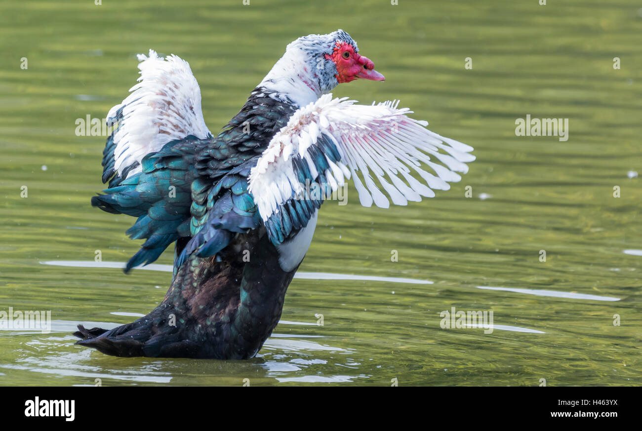 Barbarie-Ente (Cairina Moschata) mit den Flügeln auf einem See. Stockfoto