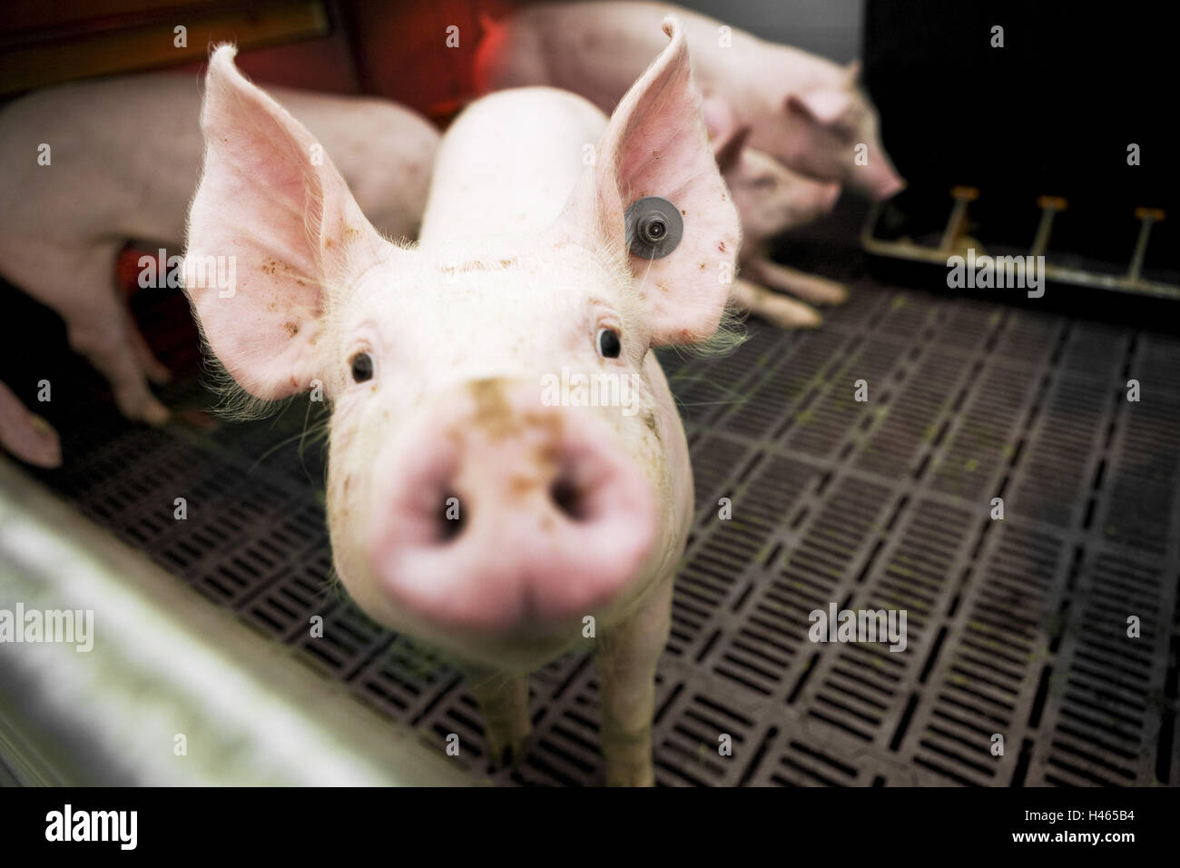 Schweinestall, Ferkel, Stockfoto