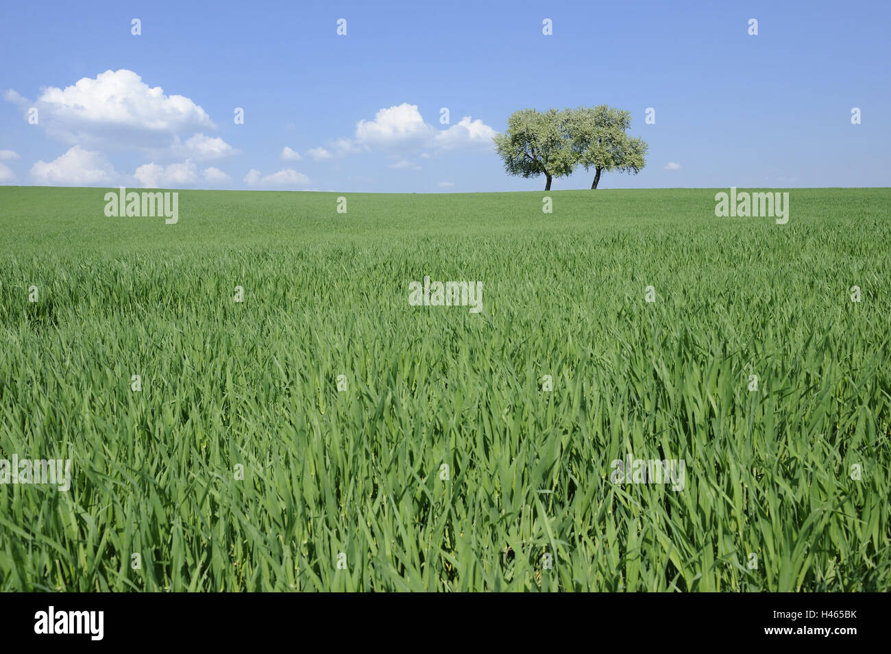 Weizenfeld, Laubbäume, Sommer, Stockfoto