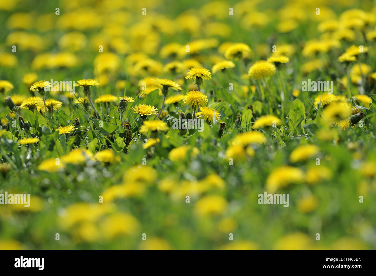 Löwenzahn-Wiese, Taraxacum Officinale, Frühling, Stockfoto