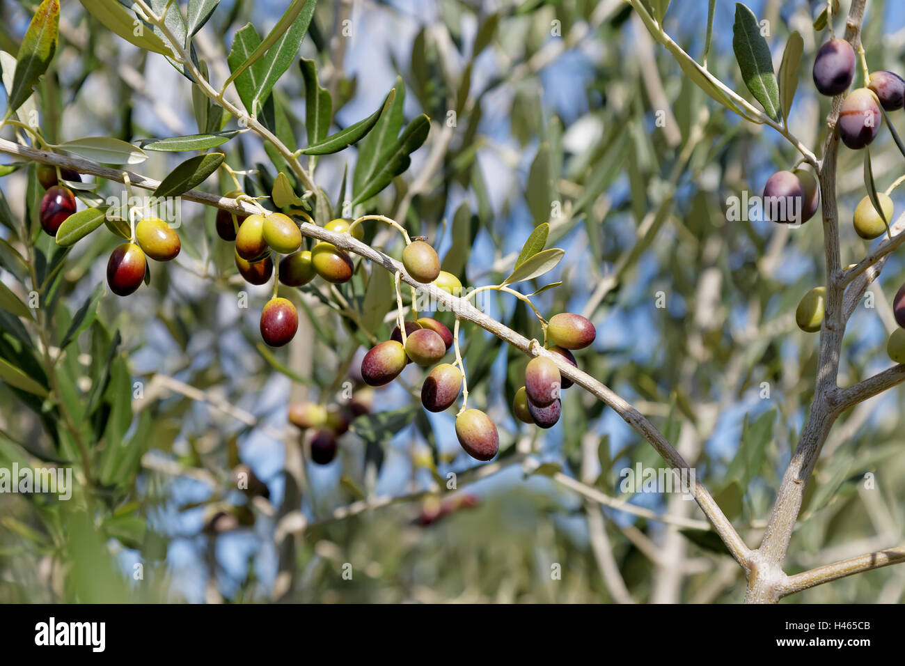 Oliven auf dem Baum gegen blauen Himmel mit Olive fliegen Stockfotografie -  Alamy