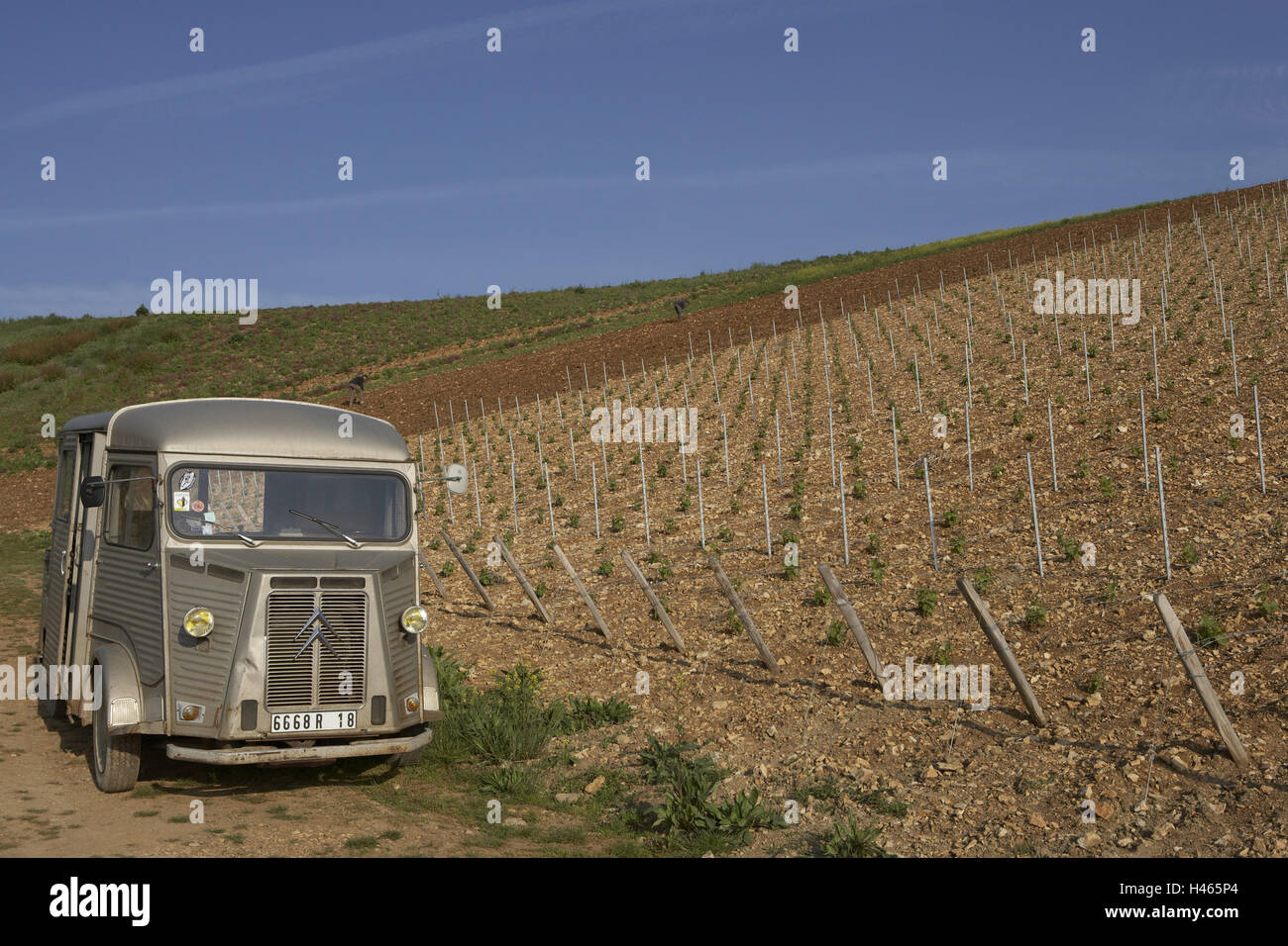 Frankreich, Loire, Sancerre, Reben, Lieferwagen, Citroen, Wirtschaft, Landwirtschaft, Weinbau, Anhang, Weinbaugebiet, Weinregion, Wein, Reben, Weinreben, Frühling, Wachstum, Breite, Abstand, menschenleer, Fahrzeug, Auto, Weinberge, Stockfoto