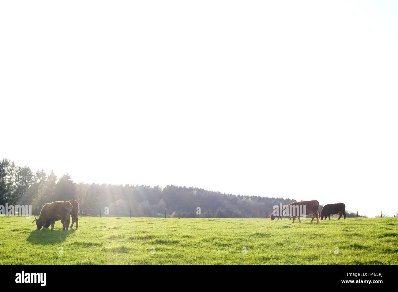 Belgien, Wallonie, Ardennen, Weiden, Kühe, Gegenlicht, Landschaft, Landwirtschaft, Viehzucht, halten Haustiere, Tiere, Tiere nutzen, Kuhmilch konzentriert, Rinder, grasen, Weiden, Textfreiraum, hell, Europa, Sonnenstrahlen, sonnig, Stockfoto