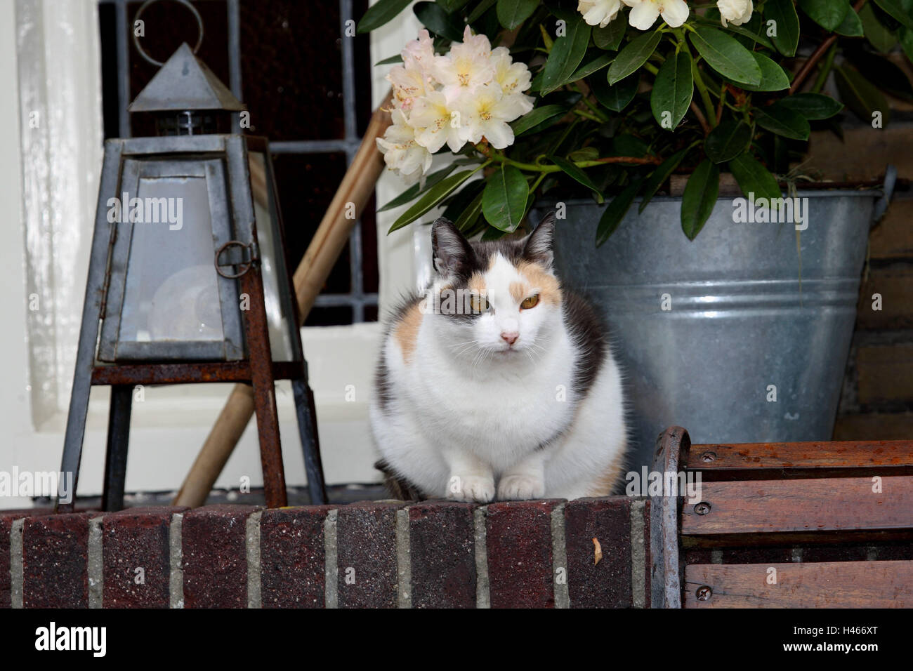 Hauskatze, Wehrmauer, Blume-Wanne, Stockfoto