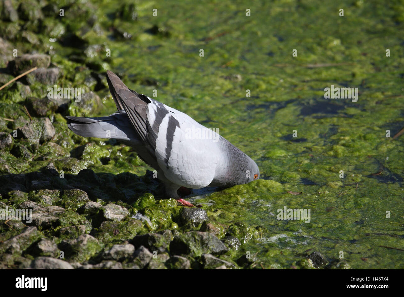 Haus Taube, Teich, Getränk, Stockfoto