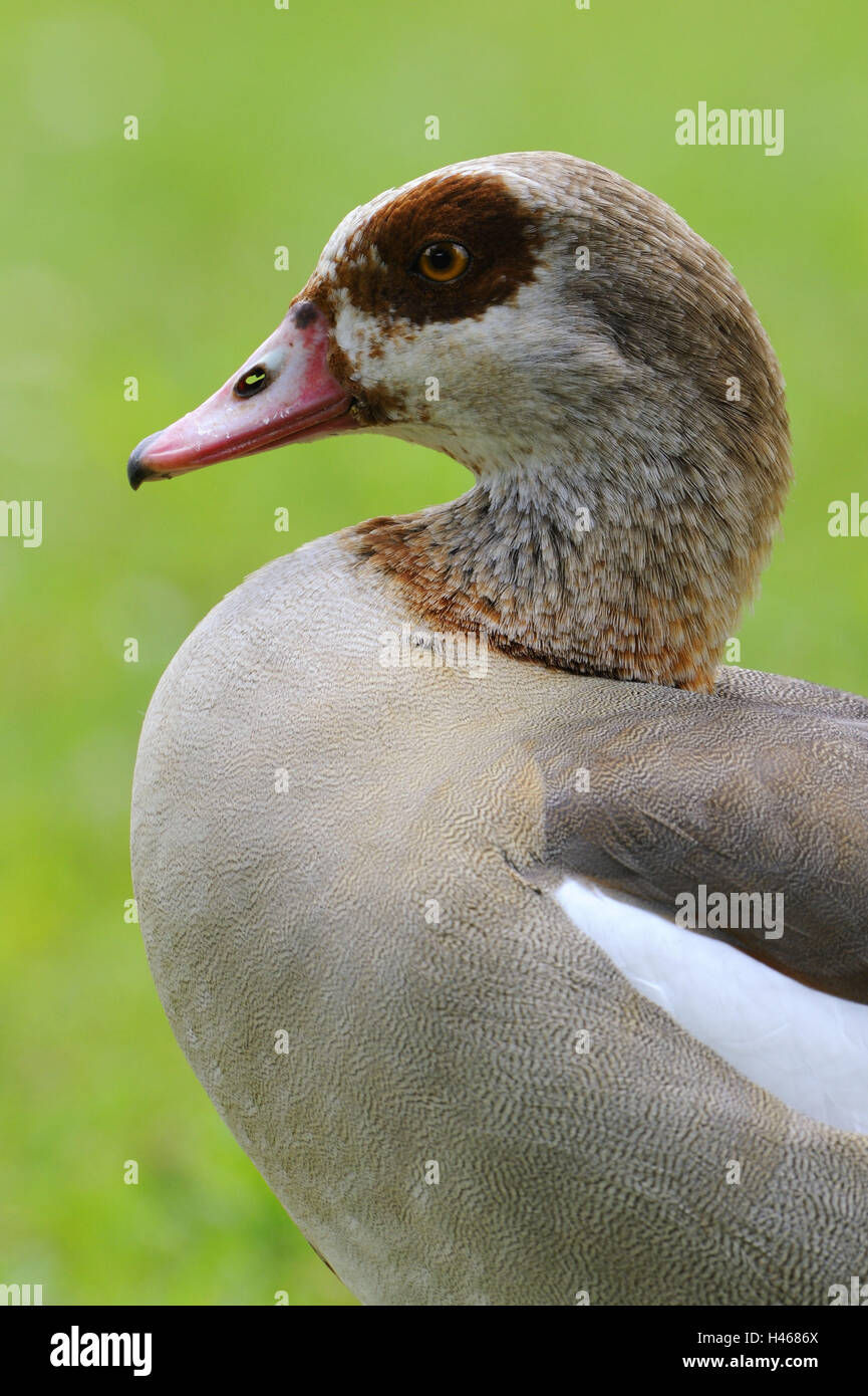 Nil-Gans, Alopochen Aegyptiacus, an der Seite, Stockfoto