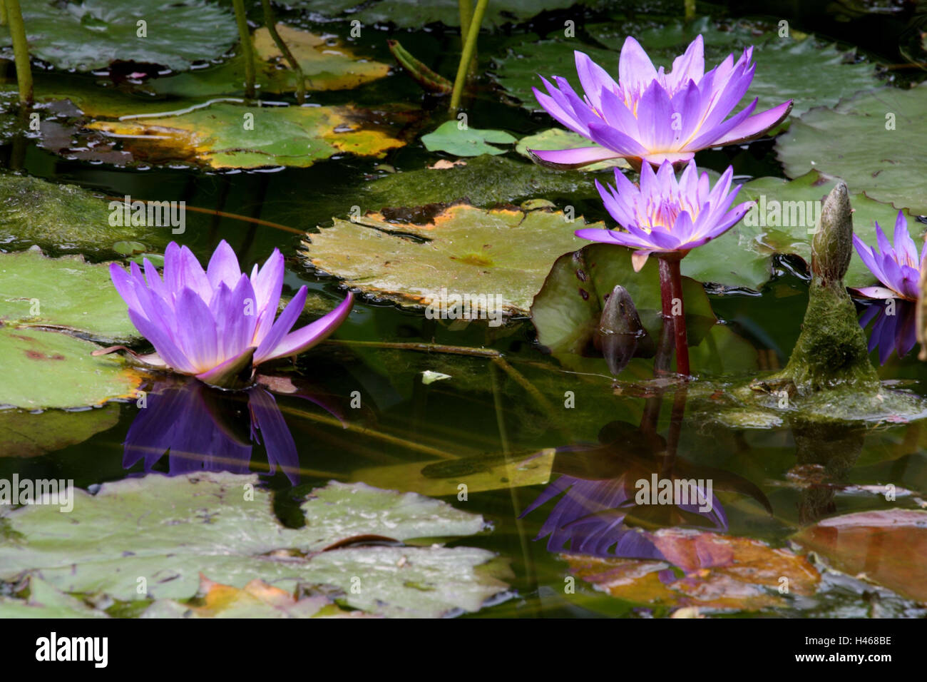 Teich, Seerosen, Stockfoto