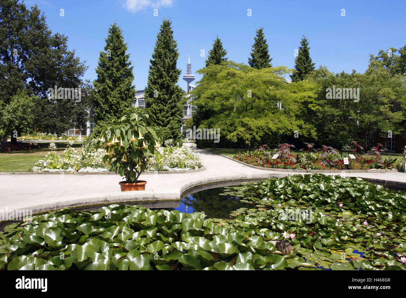 Deutschland Hessen Frankfurt Am Main Palmengarten Seerose