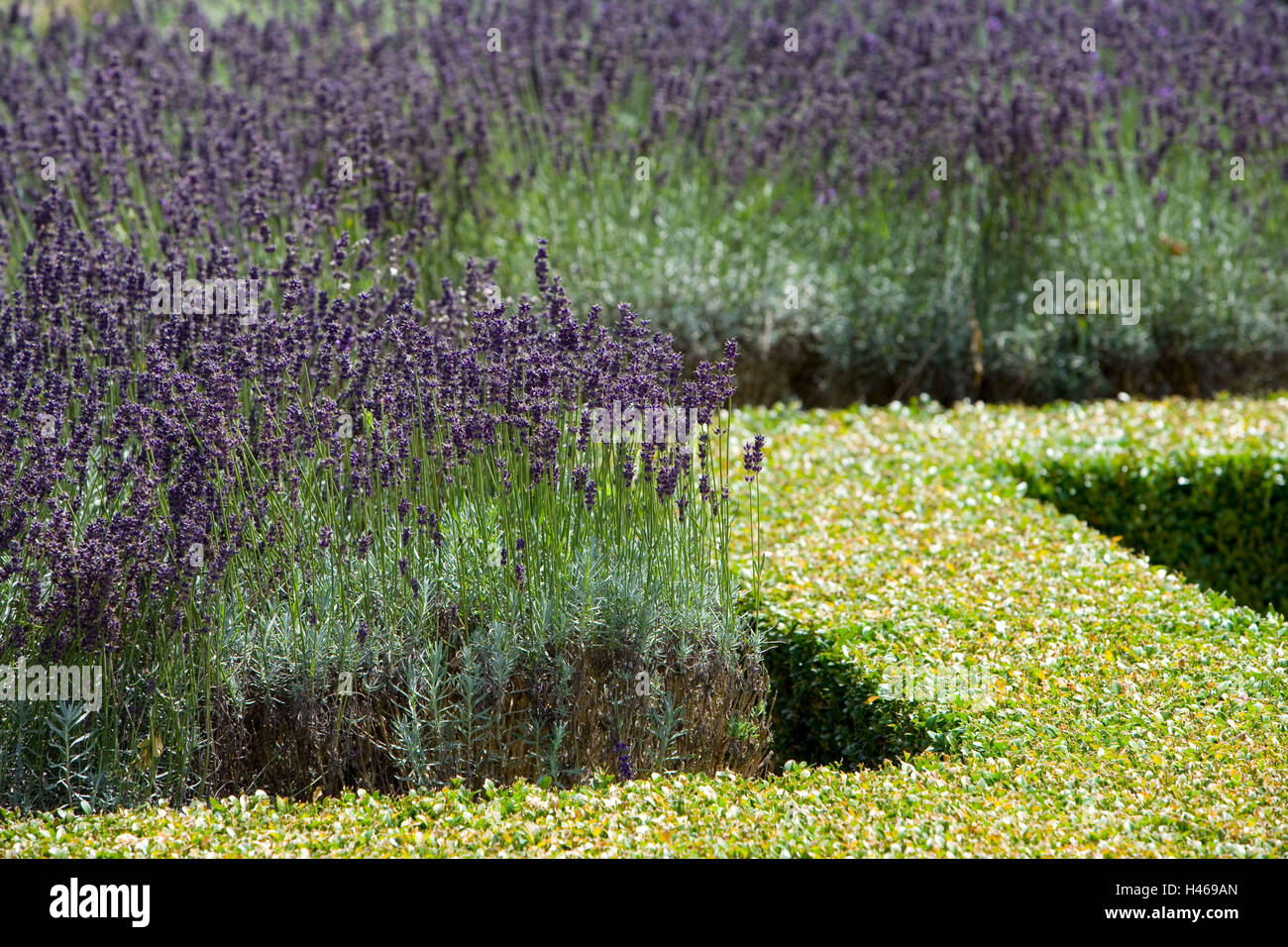 Feld, Lavendel, Lavandula Angustifolia, Blüte, Mauve, Buch Hecke, Detail, Stockfoto
