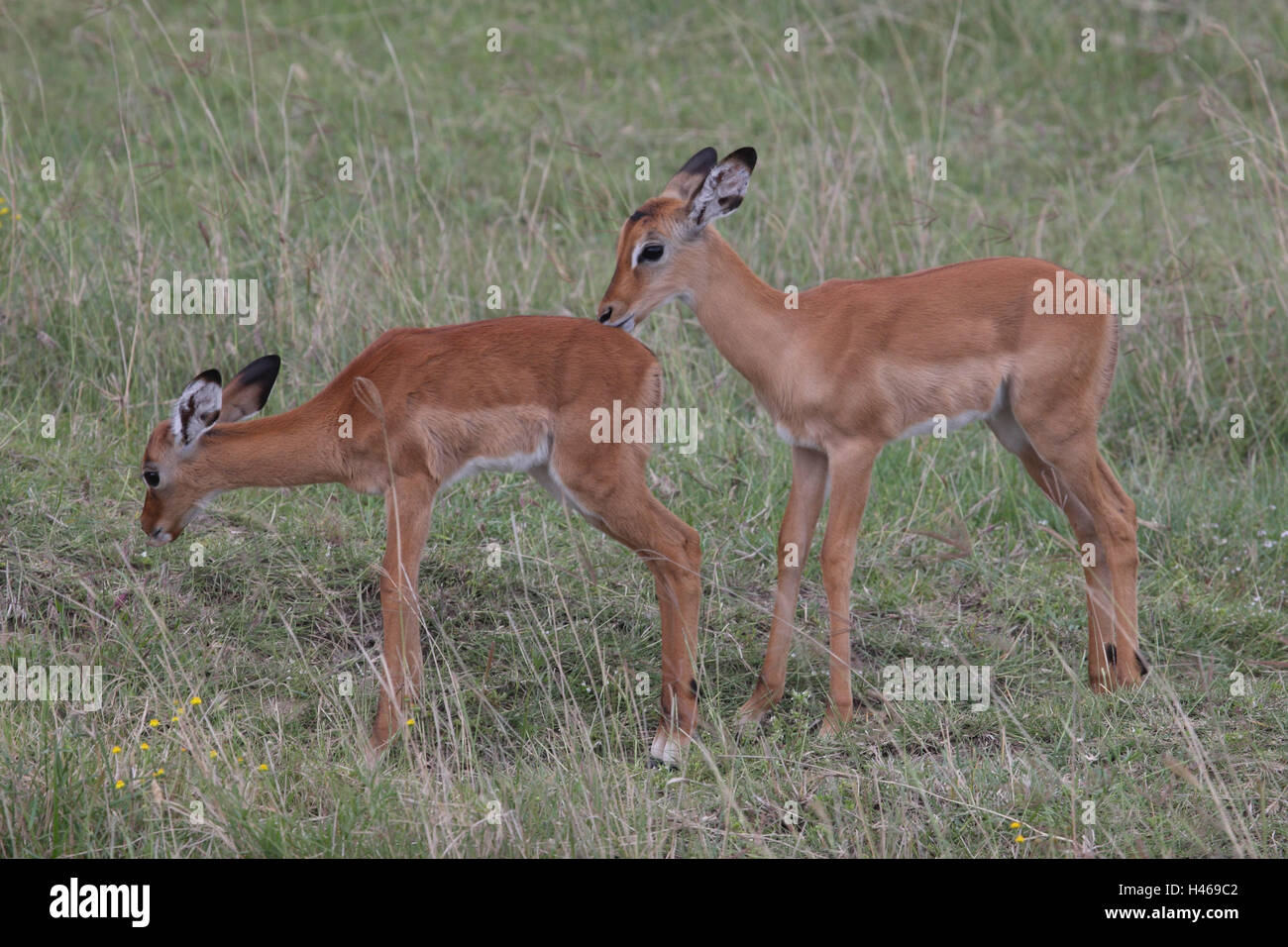 zwei Impalas, Jungtiere, Spiel, Beschnuppern, Stockfoto