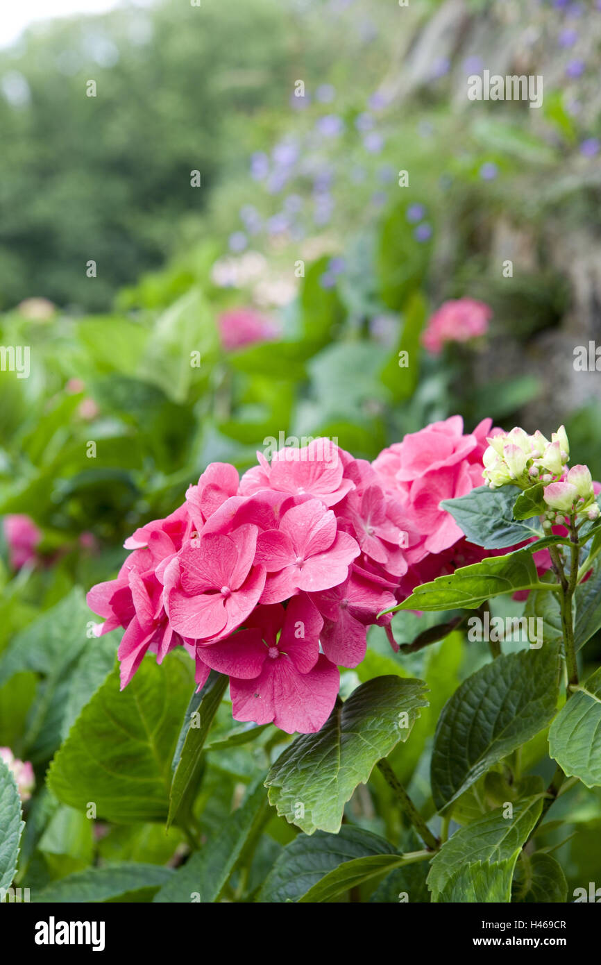 Hortensien, Hydrangea Spec, Detail, Blüten, rosa, Stockfoto