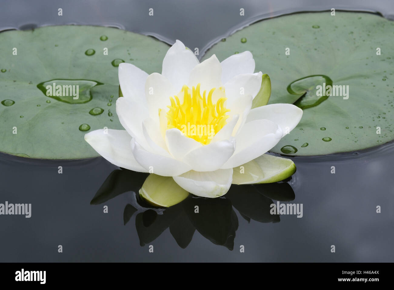 49+ Seerose Pflanzen Teich, Pflanzen sie ihre seerose möglichst
