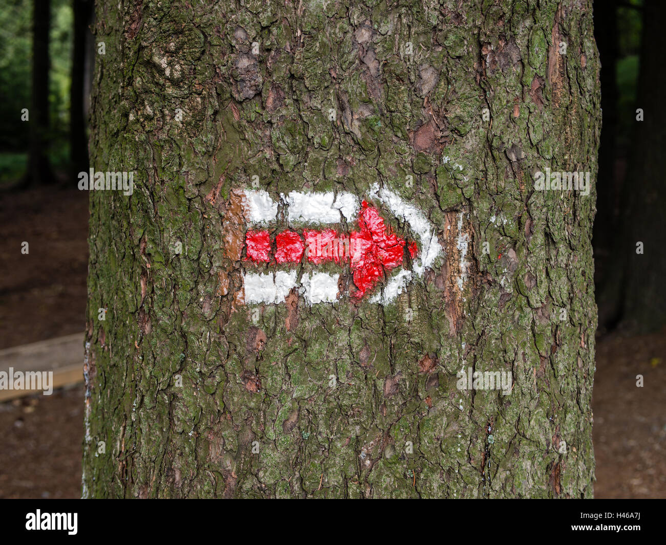 Wandern-Schild am Baum Rinde Stammholz, Tschechische Tourismus Stockfoto