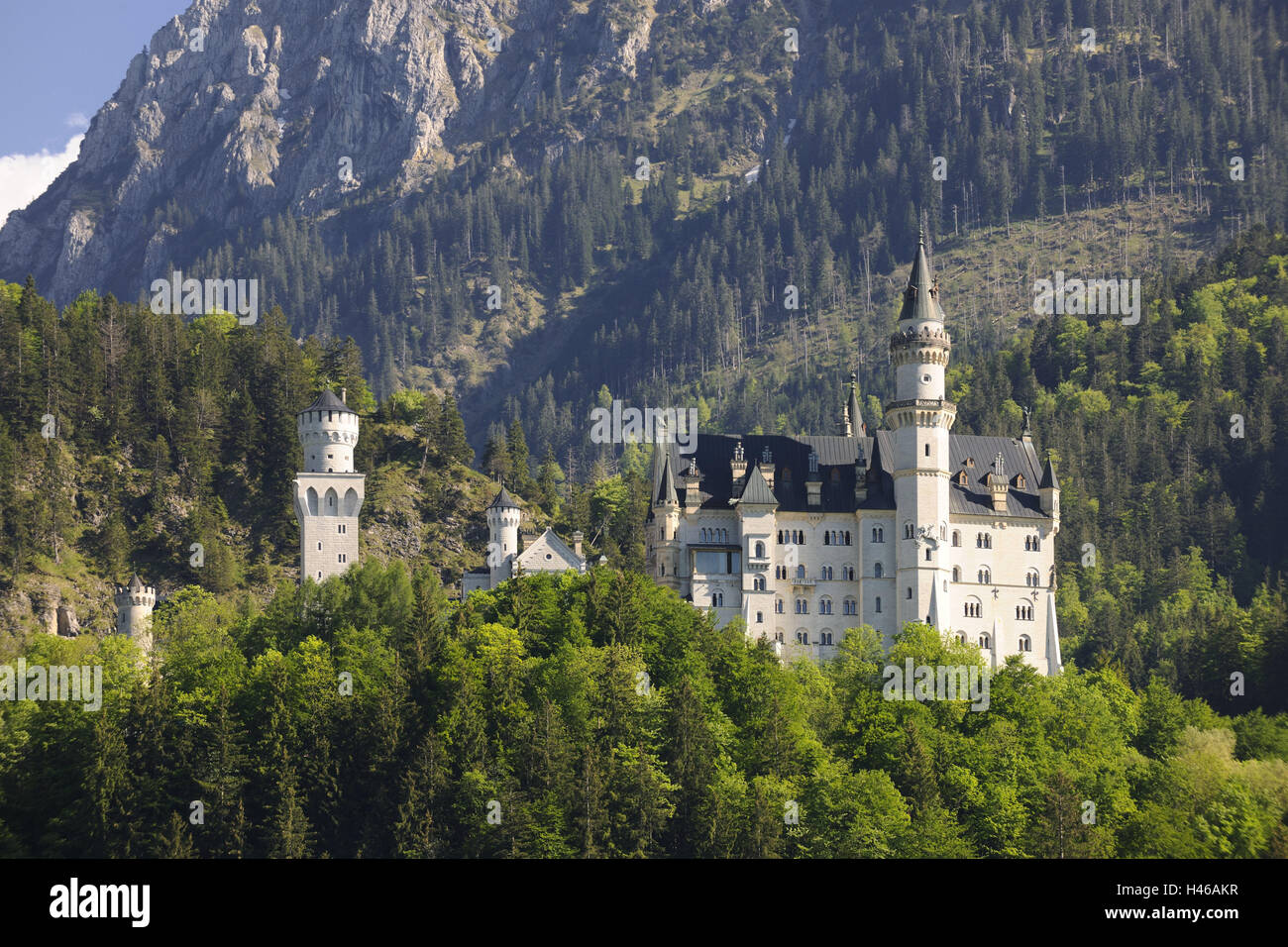 Deutschland, Bayern, Allgäu, Sperre, neue Schwan Stein, außen, hohe Schwan Region, Sperre, Attraktion, Kultur, Sommer, Reiseziel, Architektur, Struktur, berühmte, Reiseziel, Königsburg, Märchenschloss, Frühling, Tourismus, Ort von Interesse, Wahrzeichen, Baum Stockfoto