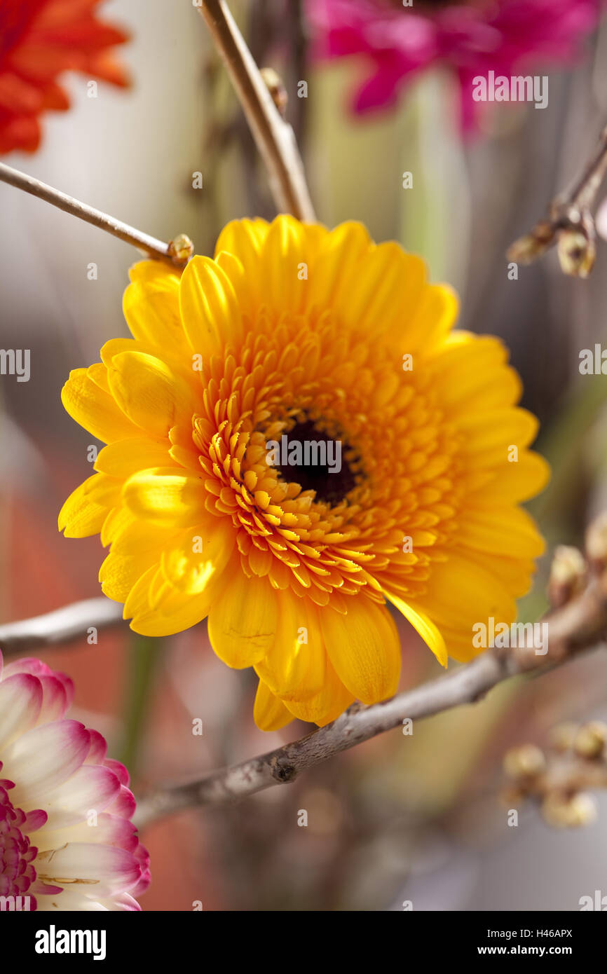 Gerbera, Blume, Blüte, Stockfoto