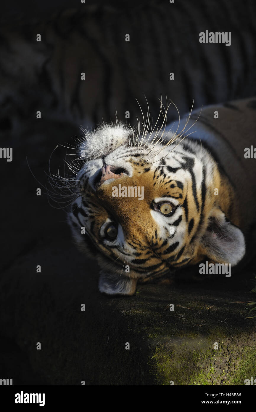 Sibirische Tiger, Portrait, Panthera Tigris altaica Stockfoto