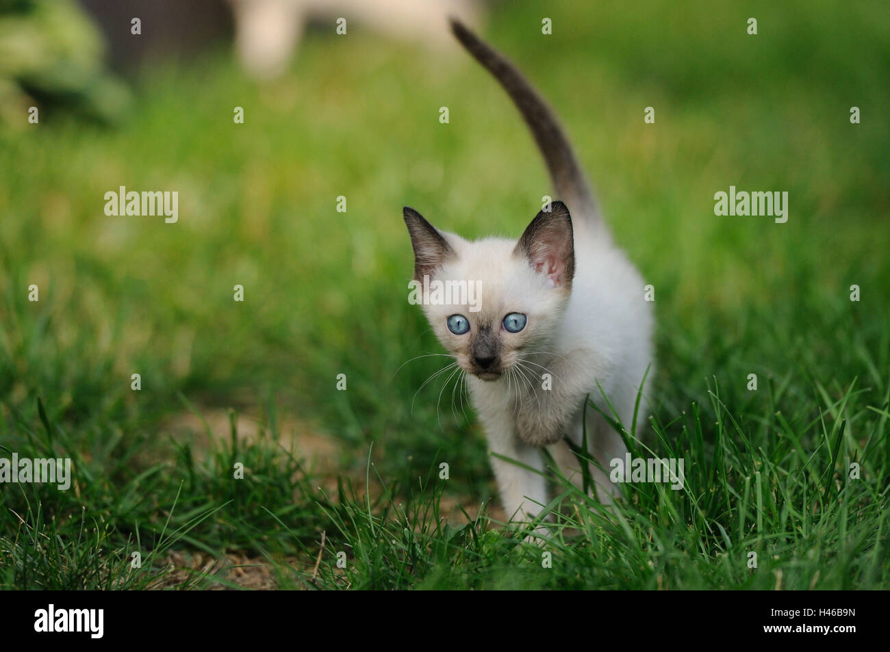 Siam Seal Point Katze, Jungtier, Wiese, Stockfoto