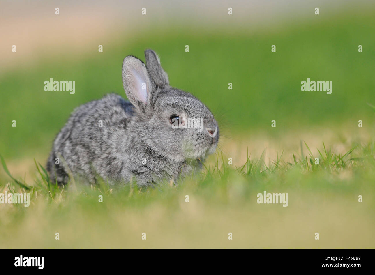 Riesen Chinchilla Kaninchen, junges Tier, Seitenansicht, sitzen  Stockfotografie - Alamy