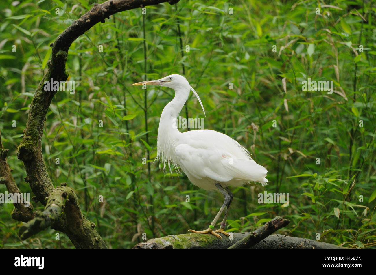 Kuhreiher, Bubulcus Ibis, Zweig, sitzen, Stockfoto