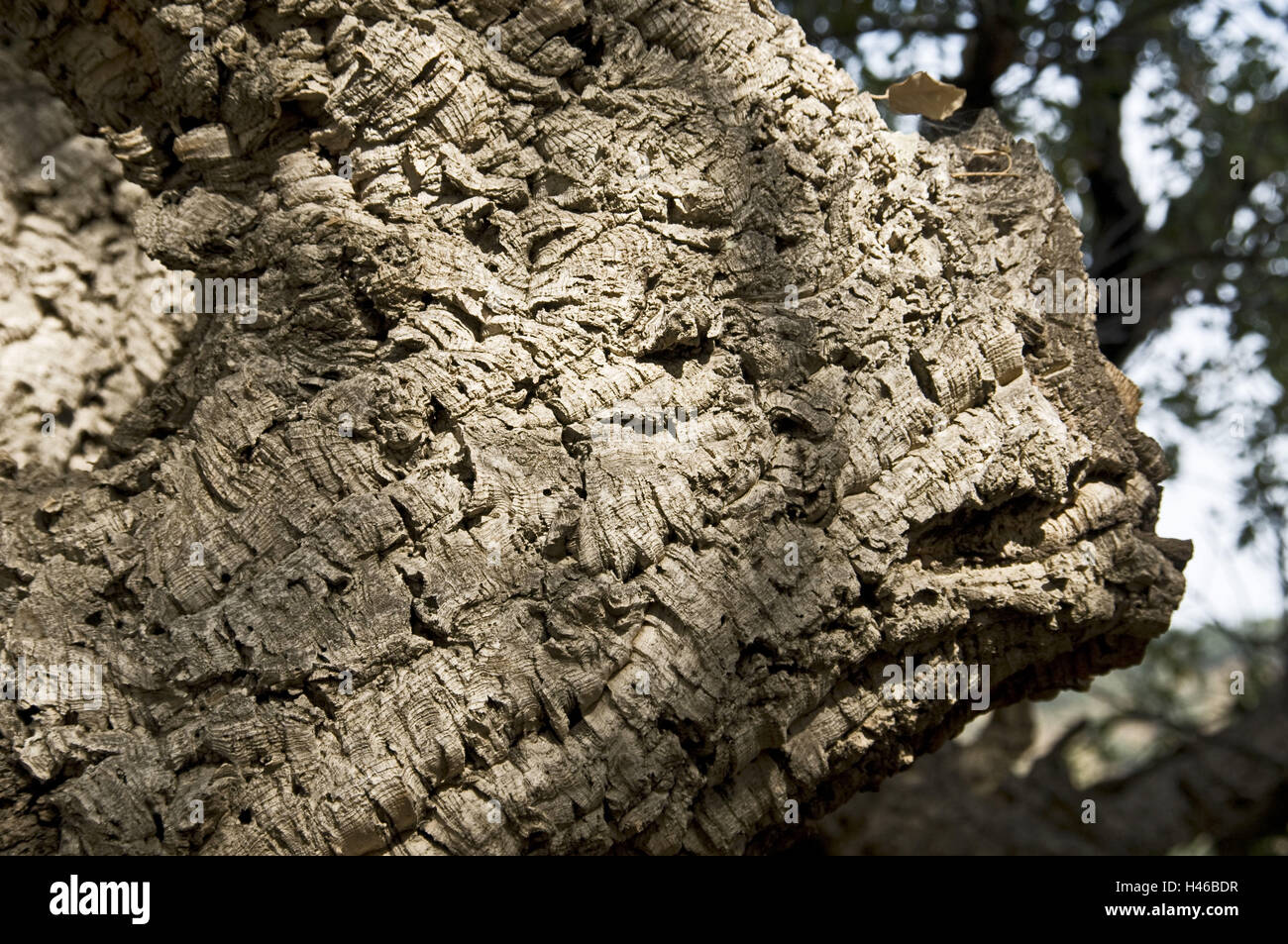 Korkeiche, Baumrinde, Detail, Stockfoto