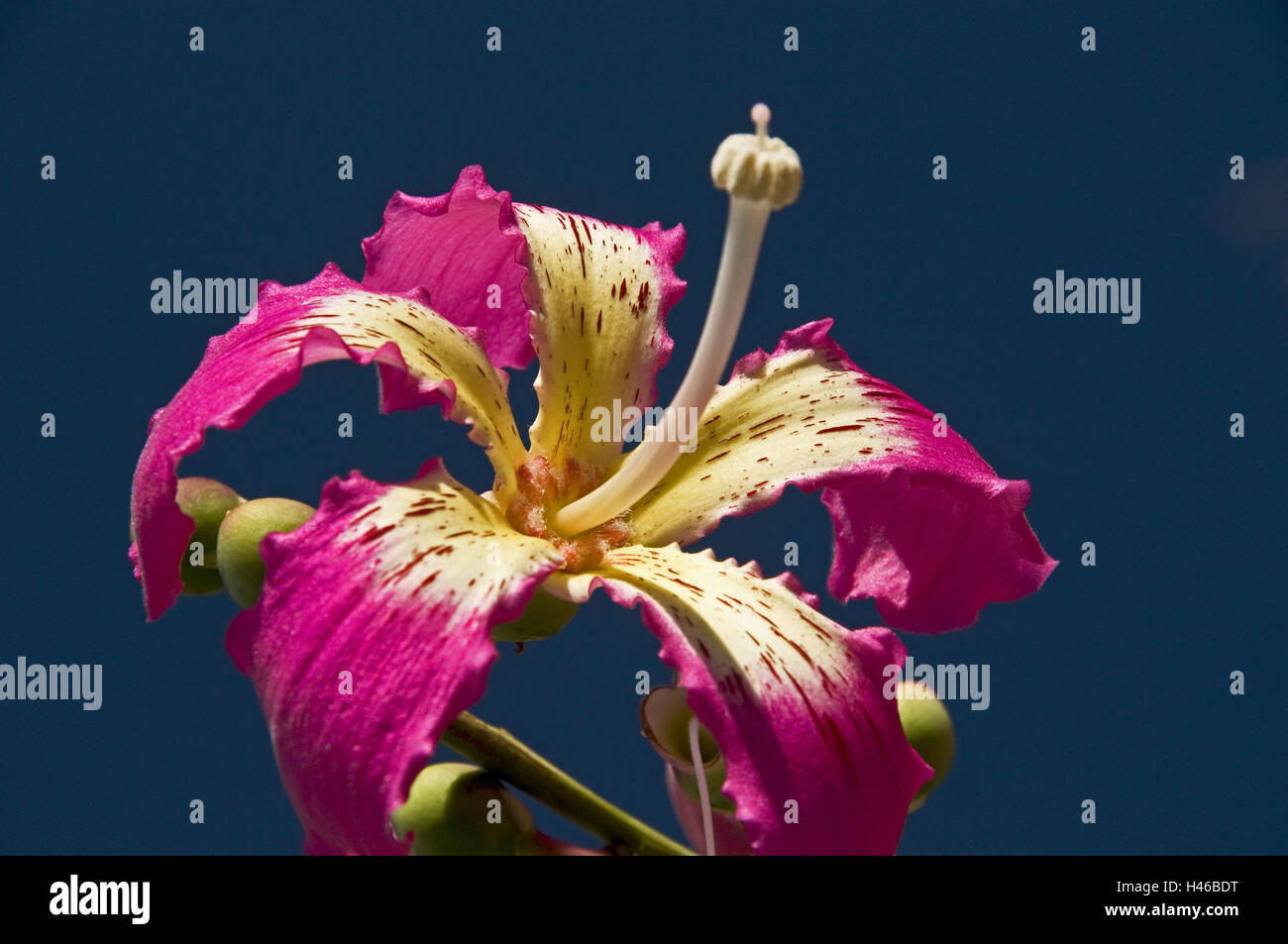 Baum, Blüte, rosa, Detail mit Zahnseide zu reinigen, Stockfoto