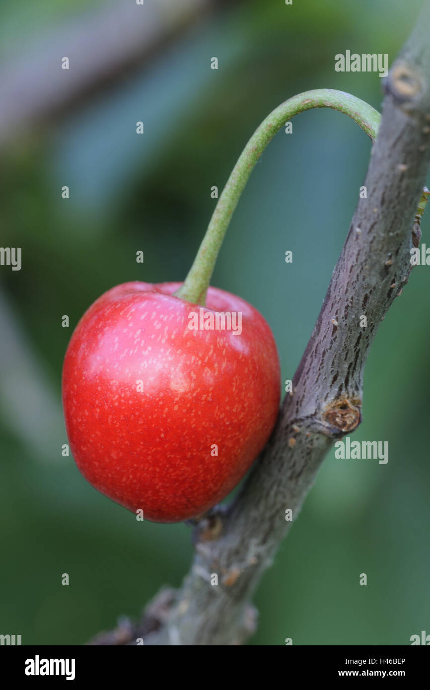 Gabel, Kirsche, Reifen, mittlere Nahaufnahme, Frucht, Steinobst, Frucht, rote, fruchtige, kalorienarme, rose Pflanze, Süßkirsche, detail, Essen, Kirschbaum, Obstbaum, reich an Vitaminen, erntereif, frisch, gesund, natürlich Stockfoto