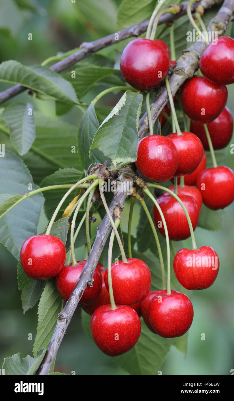 Kirschen, Reife, Steinobst, Baum, fruchtige, kalorienarme, Frucht, rot, rose, Pflanze, Süßkirschen, Gabel, detail, Lebensmittel, Obst, Kirschbaum, Obstbaum, reich an Vitaminen, erntereif, frisch, gesund, natürlich, Stockfoto