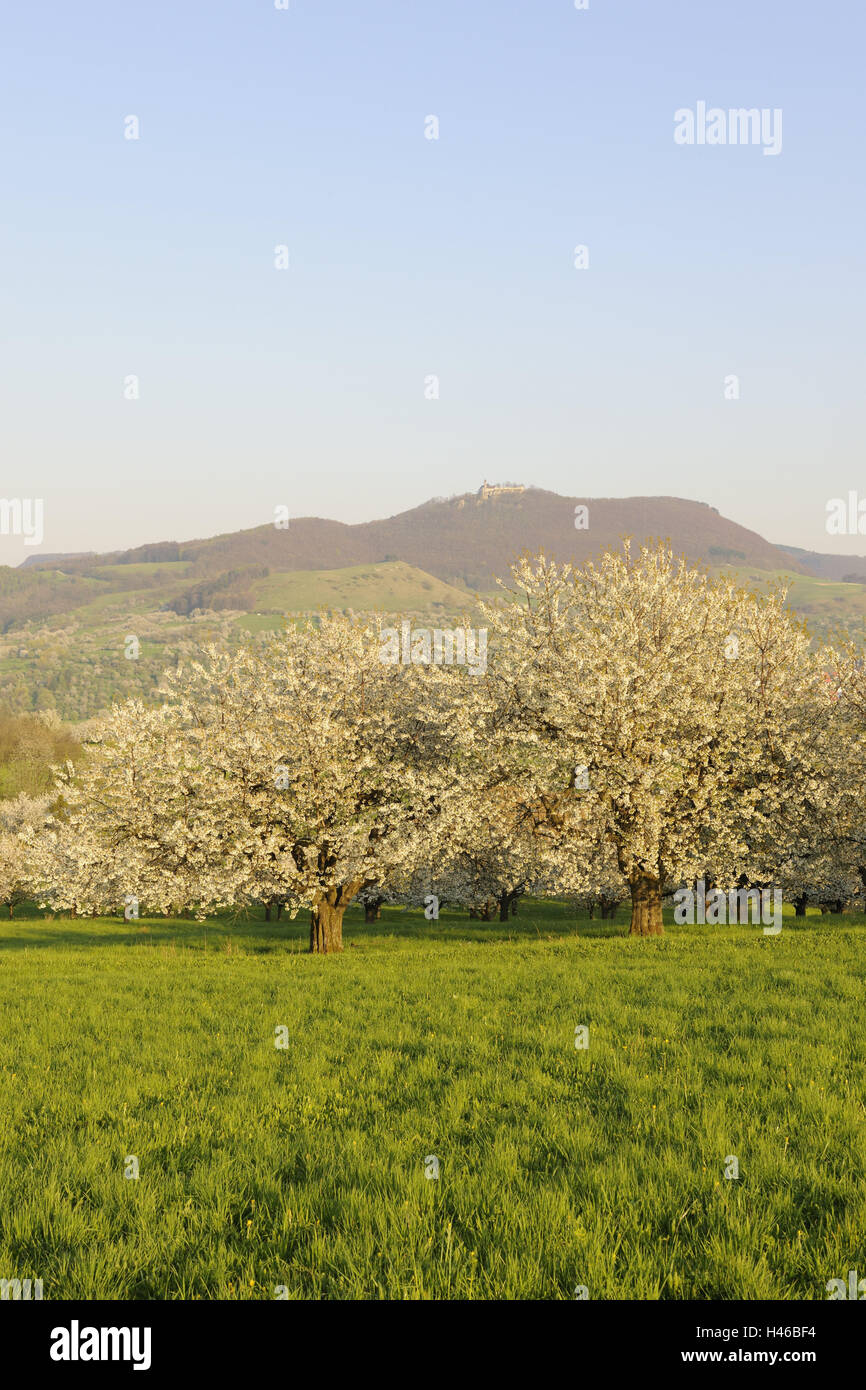 Wiese, Obstbäume, Deutschland, Baden-Wurttemberg, Wiese, Bäume, Kirschbäume, Blüten, Blüte, Berg, Neigung, Hügel, Landwirtschaft, Obstbau, Kirschen, Saison, Frühling, Süßkirschen, Steinobst Pflanze, Natur, Himmel, blau, Stockfoto