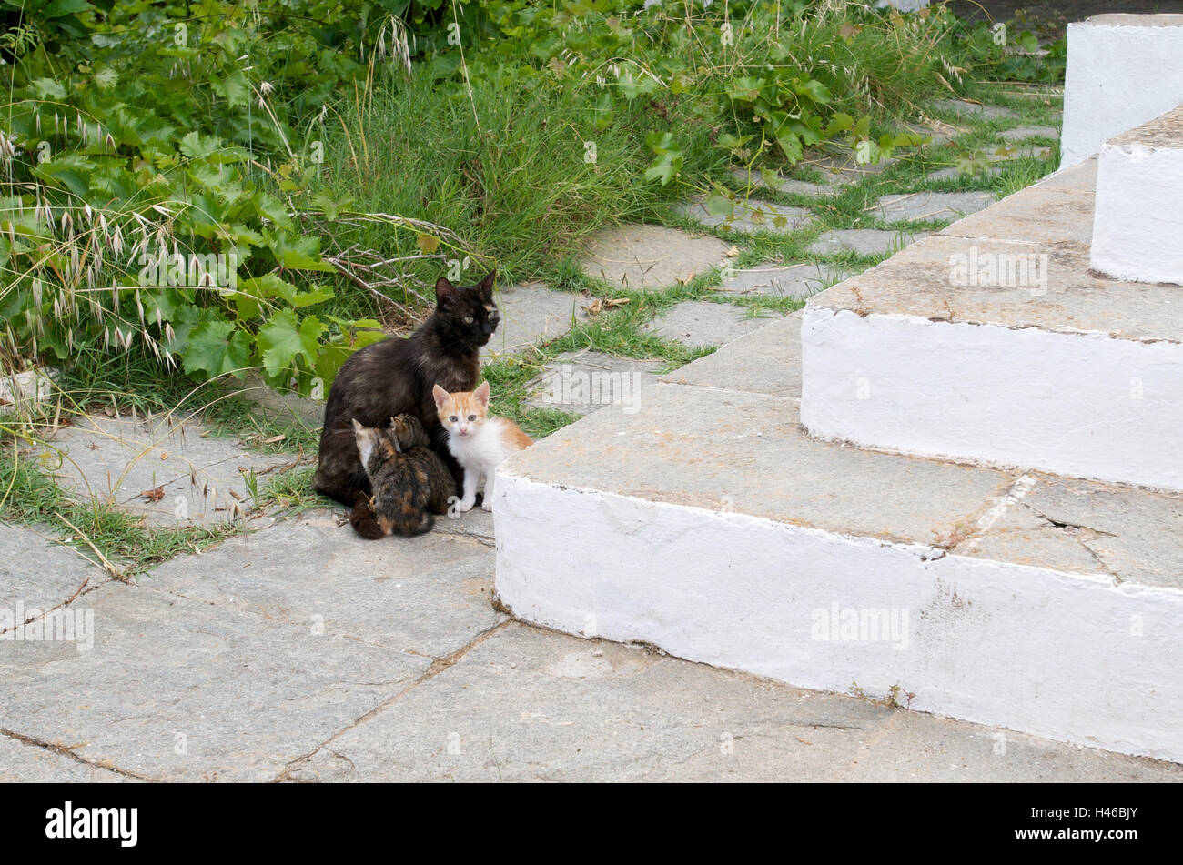 Katzenfamilie vor Treppen, Insel Sifnos, Cyclades, Griechenland, Stockfoto