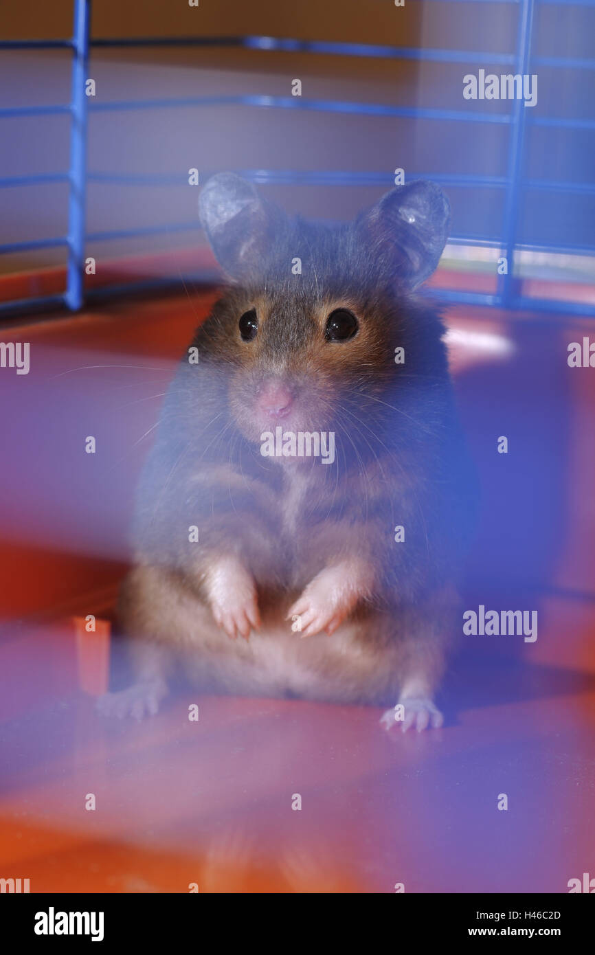 Hamster, Kartenträger Stockfoto