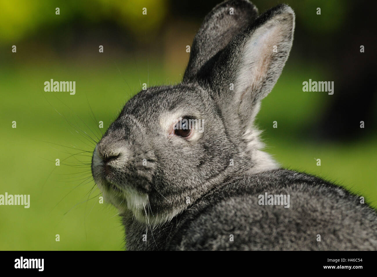 Chinchilla Kaninchen, Porträt, Stockfoto